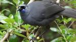 Recovering Kokako population not out of the woods yet 